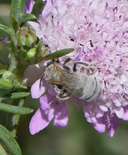 Réf. 232 553 : Seladonia pollinosa